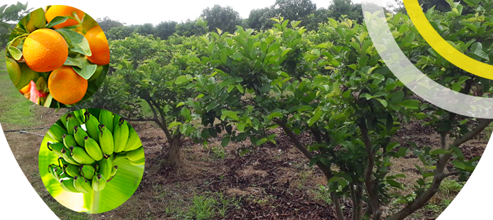 Frutas de huerto comunitario